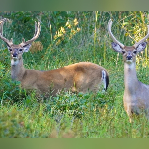 Original Photography White Tail Deer Bucks in Velvet Tall Rack Duo from NJ Pines - Picture 1 of 2